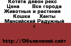 Котята девон рекс › Цена ­ 1 - Все города Животные и растения » Кошки   . Ханты-Мансийский,Радужный г.